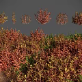 Various Colorful Shrubs With Different Foliage Types For Garden Landscape Design
