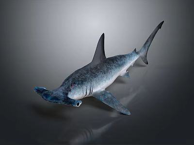 Fascinating Hammerhead Shark With Distinctive Flat Head And Sleek Gray Body 3d model