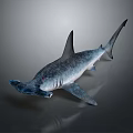 Fascinating Hammerhead Shark With Distinctive Flat Head And Sleek Gray Body