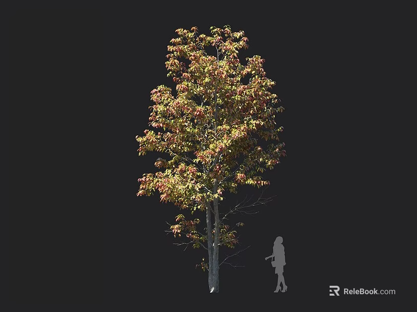 Tall Deciduous Tree With Vibrant Autumn Foliage And Human Silhouette For Scale 3d model 