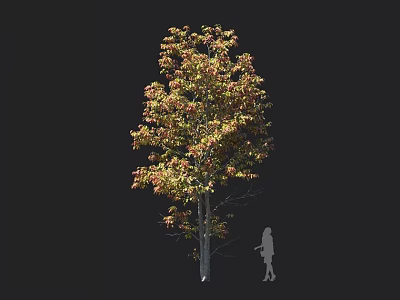 Tall Deciduous Tree With Vibrant Autumn Foliage And Human Silhouette For Scale 3d model