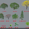 Diverse Arbor Tree Species Featuring Phoenix Flame Golden Trumpet And Coast Redwood