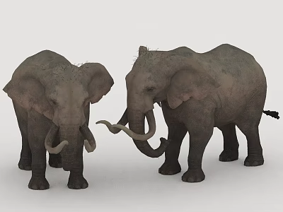 Two Gray Elephants Standing Together With Long Tusks And Natural Skin Texture 3d model