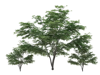 plant tree 3d model