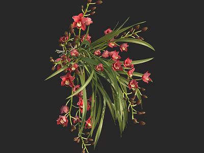 Beautiful Red Orchids with Green Leaves Blooms and Buds in Hanging Arrangement 3d model