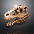 Ancient Dinosaur Fossil Skull With Detailed Bone Structure On Dark Background 3d model