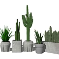 Potted Cactus And Succulent Plants In Cement Pots On White Background