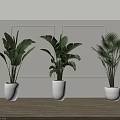 Different Types of Potted Plants in White Pots for Modern Interior Decoration