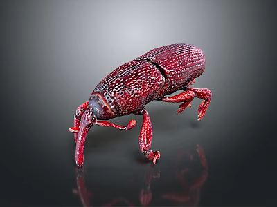 Red Weevil With Textured Body Long Snout Six Legs On Dark Background With Reflection 3d model