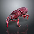 Red Weevil With Textured Body Long Snout Six Legs On Dark Background With Reflection