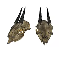 Two Animal Skulls With Black Horns Displayed As Natural Skeletal Specimens