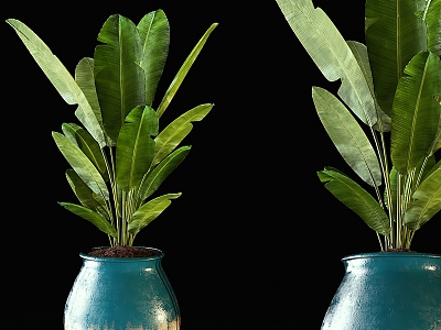 bonsai plant model