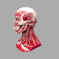 Human Head Skull with Detailed Neck Muscle 3D Anatomy Model