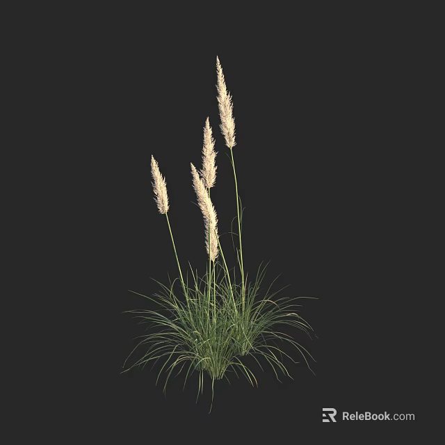 Ornamental Grass With Feathery White Plumes And Green Foliage For Garden Decoration 3d model 