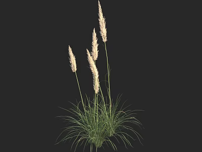 Ornamental Grass With Feathery White Plumes And Green Foliage For Garden Decoration 3d model