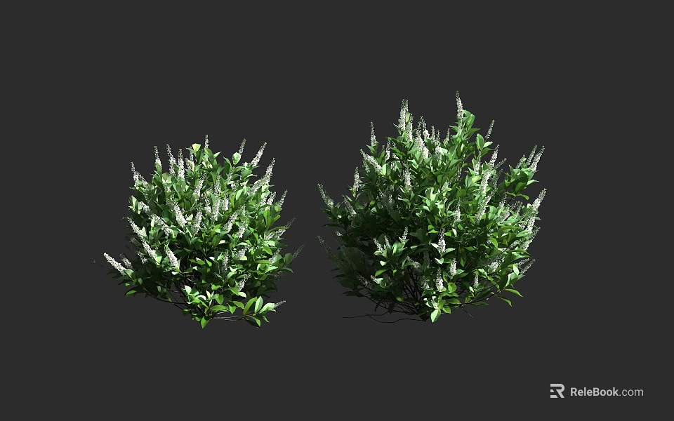 Lush Green Shrubs With Dense Foliage And White Flower Clusters For Garden 3d model 