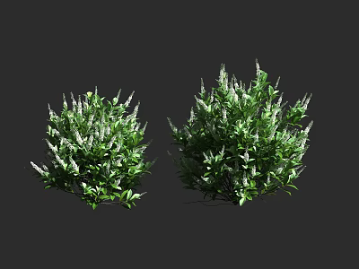 Lush Green Shrubs With Dense Foliage And White Flower Clusters For Garden 3d model