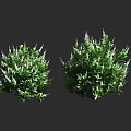 Lush Green Shrubs With Dense Foliage And White Flower Clusters For Garden