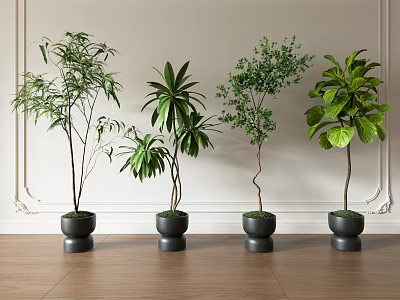 Indoor Bonsai Plant Varieties In Black Pots Along Wall With Wooden Floor Background 3d model