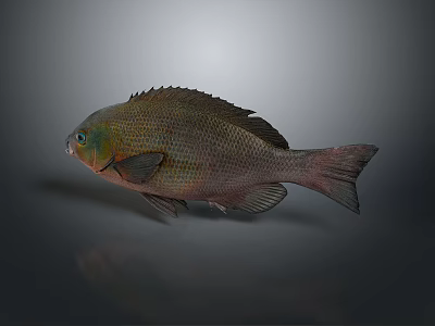 Realistic Green And Red Fish With Shiny Scales Isolated On Gray Background 3d model