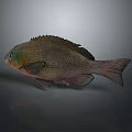 Realistic Green And Red Fish With Shiny Scales Isolated On Gray Background