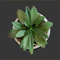 Blue And White Patterned Ceramic Succulent Plant Pot For Home Decor