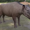 Modern Mongol Andrews Beast Andrus Beast Andrews Beast Animal Creatures 3d model