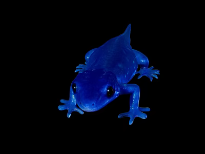 Vibrant Blue Axolotl Reptile With Smooth Skin On Black Background 3d model