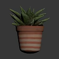 Green Leafy Succulent Plant in Striped Terracotta Pot Against Dark Background
