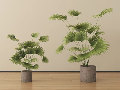 Potted Fan Palm Plants with Green Leaves in Gray Pots on Wooden Floor 3d model