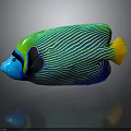 Colorful Striped Angelfish With Green Blue Body And Yellow Tail On Dark Background