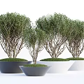 Decorative Bonsai Plants In Gray And White Pots With Lush Green Foliage