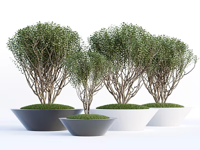 Decorative Bonsai Plants In Gray And White Pots With Lush Green Foliage 3d model