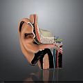 Detailed Ear Anatomy Model With Cross Section Showing Internal Structures And Parts