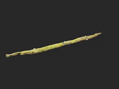 Tall Arbor Branch With Lush Green Moss In Natural Forest Environment 3d model