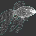 Orange Fantail Goldfish With Long Flowing Tail Having Black Edges On Fins Swimming Gracefully