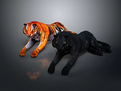Realistic Orange Tiger and Black Panther Lying Side by Side on Gray Background 3d model