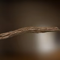 Natural Dry Arbor Branch Showcasing Detailed Wood Grain Texture Against Blurred Background