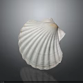 Scallop With Pink And White Fan Shaped Smooth Shell On Natural Background