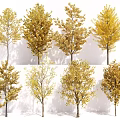Beautiful Autumn Trees With Yellow Leaves And Natural Trunks In Outdoor Landscape