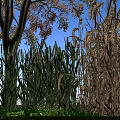 Natural Outdoor Scene With Tall Tree Autumn Leaves Green Grasses Wheat Ears And Blue Sky