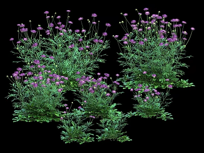 Blooming Purple Flowers With Green Leaves In Lush Garden Setting 3d model