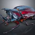 Detailed Rhinoceros Beetle With Large Horn Red And Black Metallic Body On Dark Background