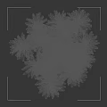 Dense Bronze Leaf Shrub With Lush Foliage In Outdoor Landscape Setting