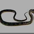 Reptile Snake With Coiled Body Patterned Skin Open Mouth And Flicking Tongue