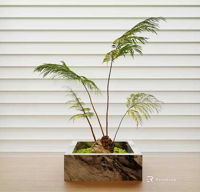 Bonsai Plant With Slender Stems Green Fern Like Leaves In Square Marble Pot 3d model 