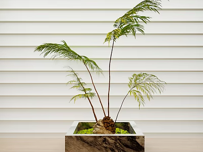 Bonsai Plant With Slender Stems Green Fern Like Leaves In Square Marble Pot 3d model