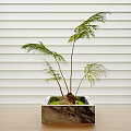 Bonsai Plant With Slender Stems Green Fern Like Leaves In Square Marble Pot