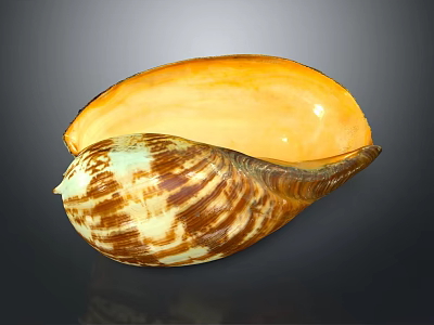 Colorful Conch Shell With Brown White Stripes And Orange Interior 3d model
