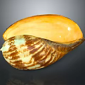 Colorful Conch Shell With Brown White Stripes And Orange Interior